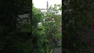 Tanden Wayen te bau Nyale 