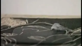 video sperimentale