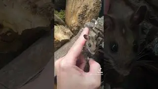 Deer Mouse Cheddy Bae Coming Up For Pets
