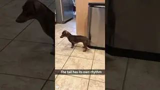 Dog and its tail#DogVsTail#FunnyDogs#DogLogic#TailChase