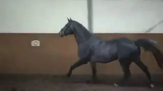 4 y old holstein stallion from Cassaro-Caretino-Lagos, damline 628b