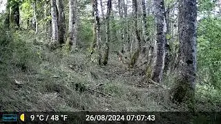 pi&egrave;ge photo Vercors,tr&egrave;s beau renard