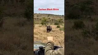 Curious Black #rhino🦏 #wildlife #africa #animals