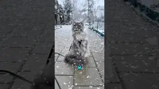 Te Koty Kochają Zimę🥶❄️