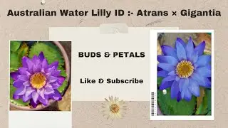 Australian Colour Changing Water Lilly ID :- Atrans &times; Gigantia