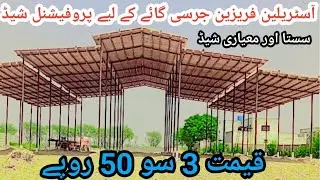 Punjab dairy shed | bamboo dairy shed for Australian Friesian cows | bamboo shed price in Pakistan 