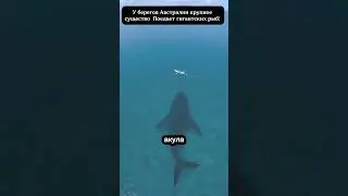 Какой то существо у берегов Австралии поедает гигантских рыб