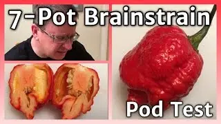 7-Pot Brainstrain pod test