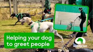 How do you help your dog greet people? | Dog Training | Woodgreen Pets Charity