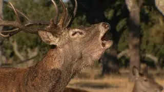 Survival in Spain's Mediterranean Wilderness | Monfrag&uuml;e