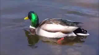 Mallard Duck Foraging at the River Bed / Gr&uuml;ndelnde Stockente / Anas platyrhynchos