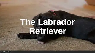Labrador Retriever - Dog Profile from PetBreeds.com