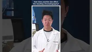 How does peptide size affect the resulting chromatography? #peptides #chromatography #science #lab