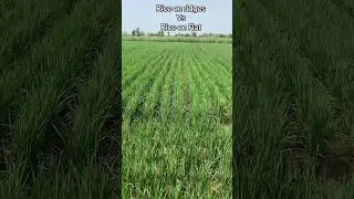 1692 rice on ridges #viralvideo #agriculture #riceproduction #1692 #ricefarmers