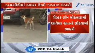 Supreme Court orders release of stray dogs after vaccination, bans feeding in public places