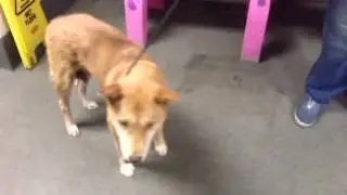 Rescued by Two Dog Farms -  Jindo girl at south la