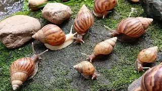 Discovering Unique Snail Colonies  #UniqueWildlife #NatureDiscovery #RareAnimals #Mollusks