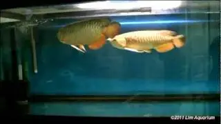 High Back / RTG Arowana Pairing
