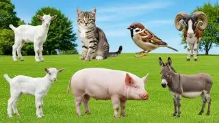 Farm Animal Sounds: Cow, Goat, Sheep, Pig, Chicken, Duck, Dog, Cat, Mouse