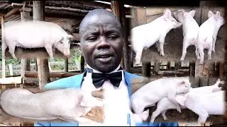 How to have a SUCCESSFUL pig farm, Dr. Lubega has a degree in Public Health but he is in PIGS