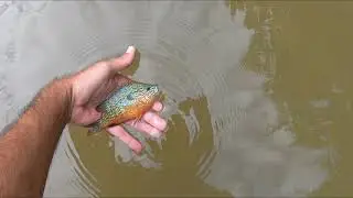 PRETTIEST longear sunfish EVER! Amazing spot loaded with fish. Bluegill, sunfish, and bass.