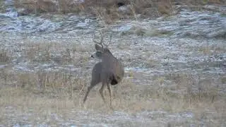 Testing the NEW Skinner Scope!