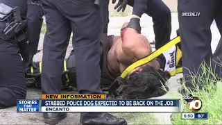 San Diego Police dog stabbed in Encanto