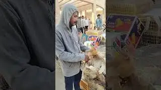 సౌదీ లో నాటుకోళ్ళ హవా junnu bommarillu is live
