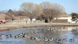 Frozen pond @ Lubbock,Texas Dec.10,2009