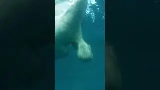 Watch this Polar Bear's Amazing Swimming Skills | Fun Video! | #shorts