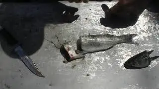 Redneck 101- How to Cut and Hook Mullet for Catfish Bait