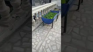 #homeplant #viralshort #song 🫠🫠🫠