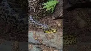 Bone crushing green anaconda constrictor snake appears deceitfully calm in this footage. #shorts