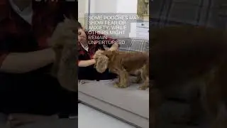 Fear or Frenzy? Dog Reactions to Fireworks 🤔 #shorts #dogs