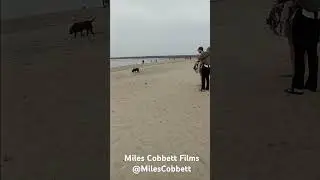 Video 337 Kids & Dogs at Dog Beach San Diego