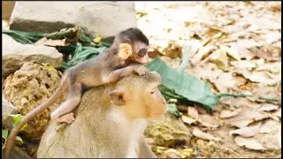 Shiloh monkey in 2022 | Domnavy