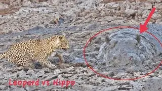 Leopard Hunt hippo 🦛 in mud | Wildlife animal | Leopard vs hippo Attack 😱