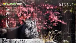 【東山動植物園公式】紅葉とニホンカモシカ〜休園日のゴローとモミカ〜《 ニホンカモシカ　カモシカ 》