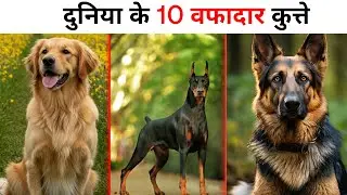 Top 10 Most Loyal Dog Breeds In The World @Animalmitra10 #world #india #dog 