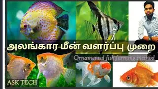 #Bio system technology # அலங்கார மீன் வளர்ப்பு  Ornamental fish farming in tamil