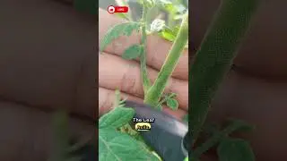 Pruning Tomato Suckers While Fruiting 🍅 | Boost Growth Naturally!