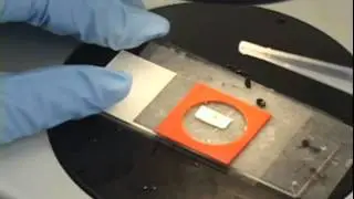 Salamander Experimentation