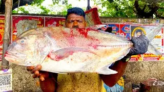 KASIMEDU SELVAM HUGE SIZE PARAI FISH CUTTING VIDEO | MS FISH CUTTINGZ🇮🇳
