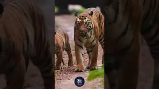 Silent stalker of Southeast Asia. 🐅🌿