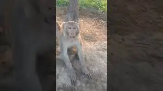 #monkey #funny #reaction #video
