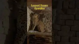 Leopard Rescue Siddharthnagar (Part-1) #wildlife #nature #rescue #leopard #india #trending #viral