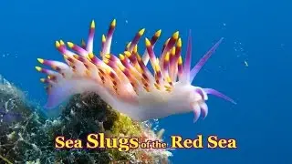 Sea Slugs of the Red Sea - 30 colorful species Nudibranchs & Sea Slugs
