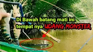 Edyan‼️bawah pohon mati ternyata isi nya monster