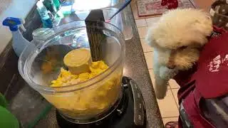 How to cook eggs for your dog