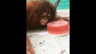 orangutans eating frozen fruit block.